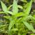 Polygonum hydropiper