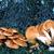 Omphalotus olearius (Clitocybe illudens)