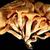 Omphalotus olearius (Clitocybe illudens)