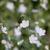 Omphalodes linifolia