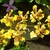 Spray of yellow orchids with brown bars on their petals.