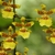 Many small yellow flowers with brown spots.