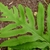 Tip of frond showing subopposite pinnatisect divisions.