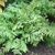 fern.