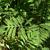 Onoclea sensibilis