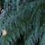 Onychium japonicum