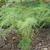 Onychium japonicum