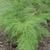 Onychium japonicum