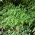 Onychium japonicum