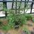 Onychium japonicum