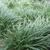 Ophiopogon japonicus