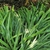 Broad long leaved with longitudinal streaks of light & dark gree