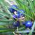 Blue fruits of the species
