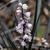 Ophiopogon planiscapus