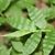 Wavy leaves and hairy stem