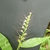 Inflorescence in Sept.