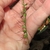 Spikelet in Sept.