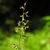 Flower spike