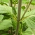 Stem bearing opposite leaves.