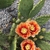 Tahita sunrise flowers orange and yellow