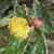 Opuntia Monacantha 'Variegata'