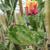 Opuntia Monacantha 'Variegata'