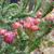 Opuntia Monacantha 'Variegata'