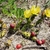 Cactus with yellow flowers, red fruits, and spiny pads