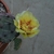 Potted opuntia with a single yellow flower with orange center.