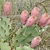 Opuntia with reddish fruits like prickly pears.