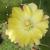 Opuntia Monacantha