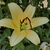 Star like yellow recurved waxy petals