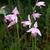 Pogonia ophioglossoides