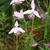 Pogonia ophioglossoides