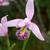 Pogonia ophioglossoides