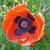 Close up of flower