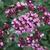 Origanum laevigatum 'Herrenhausen'