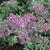 Origanum laevigatum 'Pilgrim'