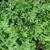 Origanum majorana