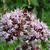 Origanum majorana