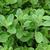 Origanum majorana
