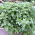 low, mat-forming plant with opposite, roundish leaves