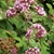 Clusters of tiny pink flowers.