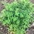 low, mat-forming plant with opposite, roundish leaves