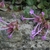 Terminal clusters of pink, tubular, 2-lipped flowers.