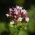 Close up of a cluster of tiny pink flowers