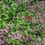 masses of tiny pink flowers.