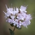 Cluster of tiny pink flowers.