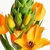 clusters of orange, star-shaped flowers.