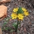 grassy leaves & clusters of yellow, star-shaped flowers.